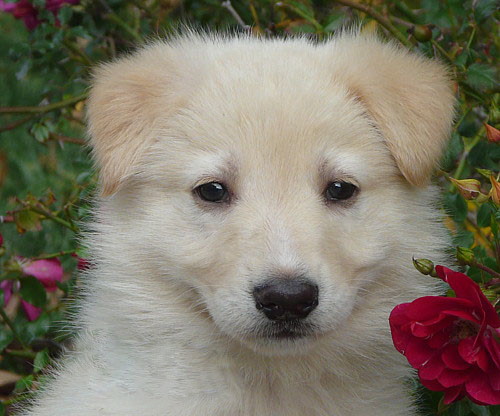 8 week old discount white german shepherd